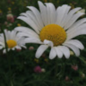 Meet your Posher, Bronwyn